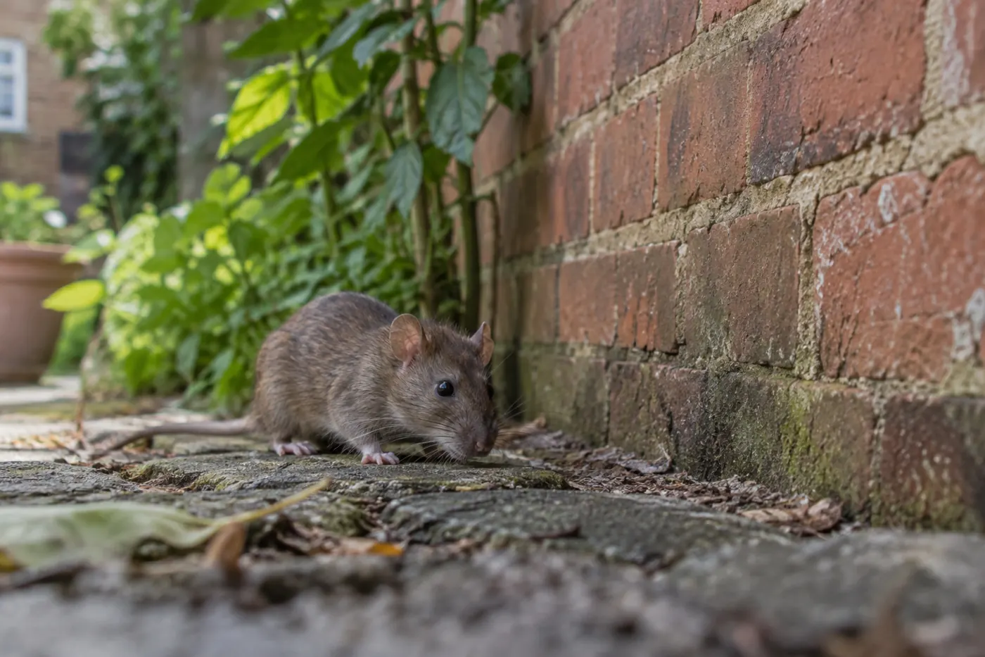 Brown rat beside a brick wall at a London property